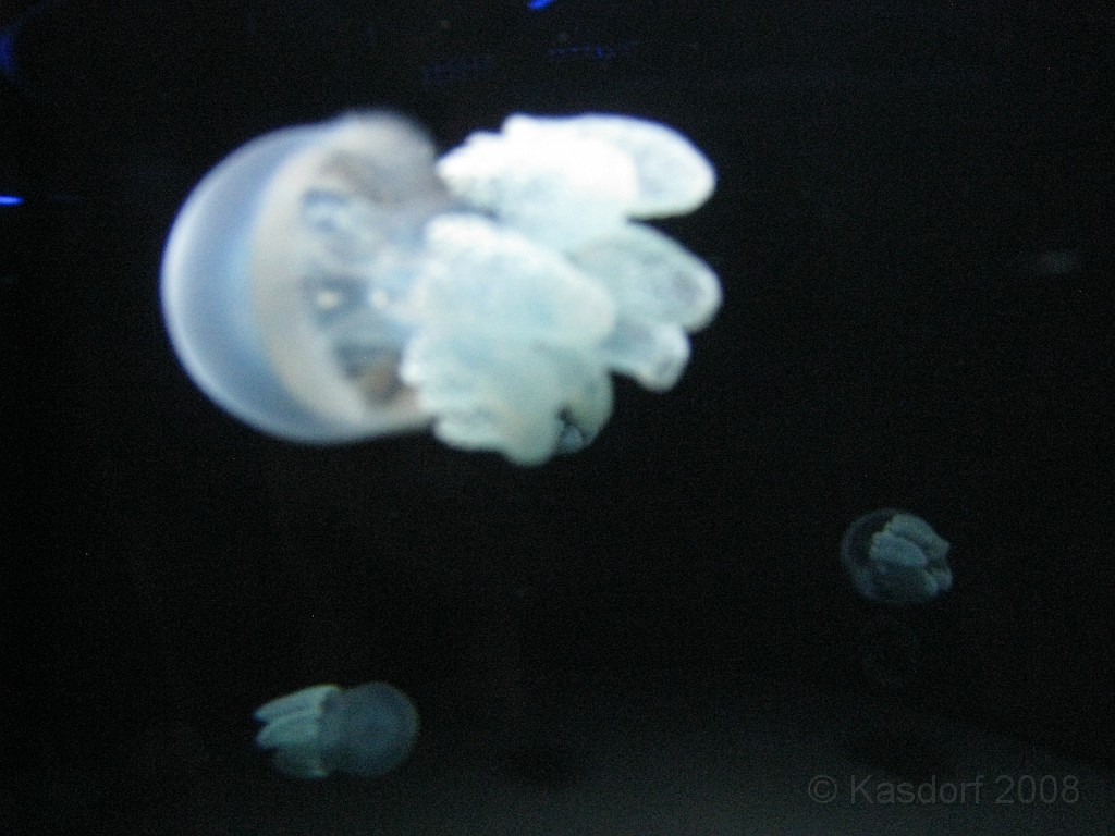 Baltimore MD 2009 0960.jpg - A 4th of July trip to Washington DC in 2009 included a stop in Baltimore MD to see the National Aquarium.